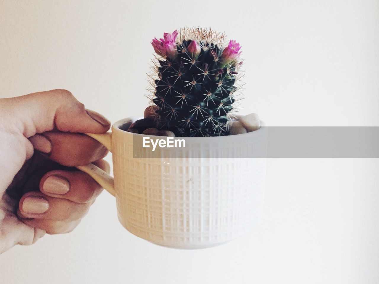 Cropped hand holding potted cactus against white background