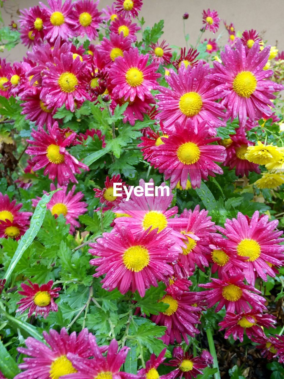 CLOSE-UP OF FLOWERS BLOOMING