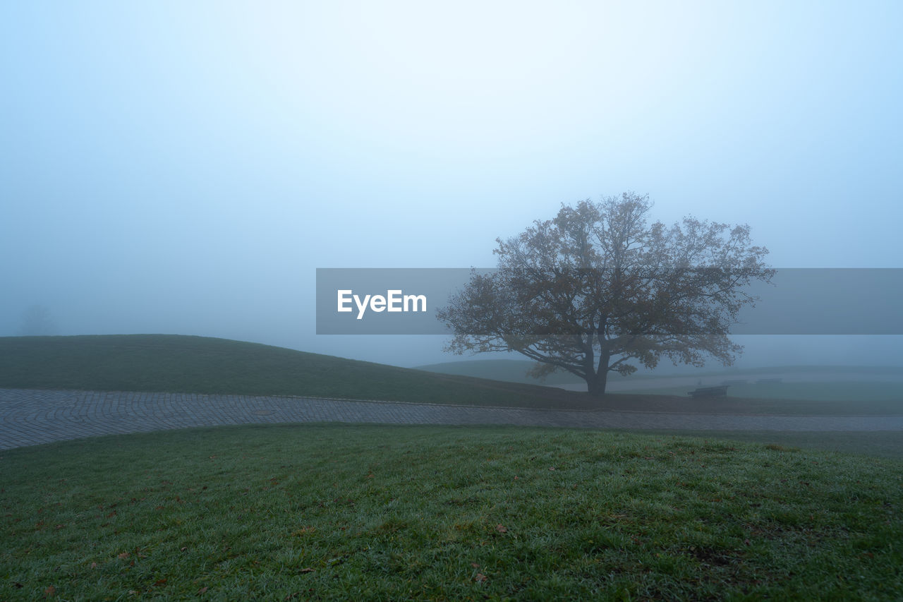 Trees on field against sky
