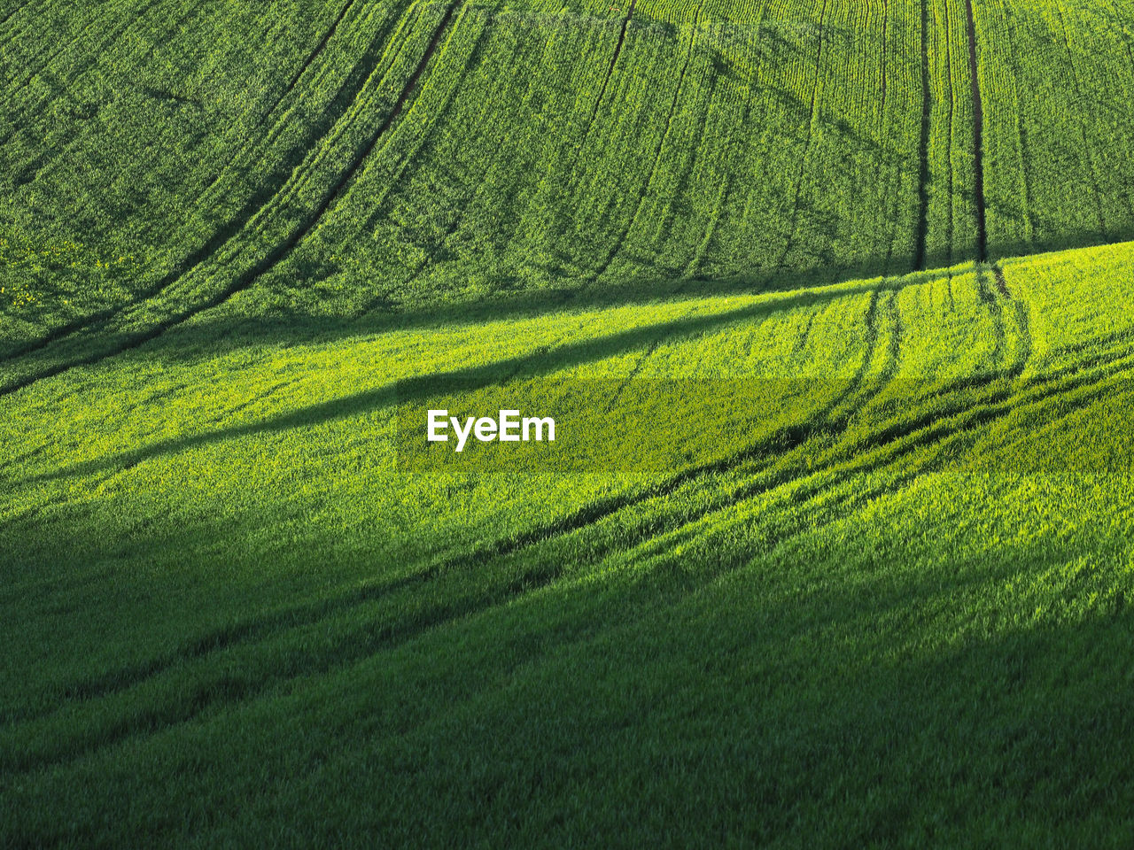 Scenic view of agricultural field