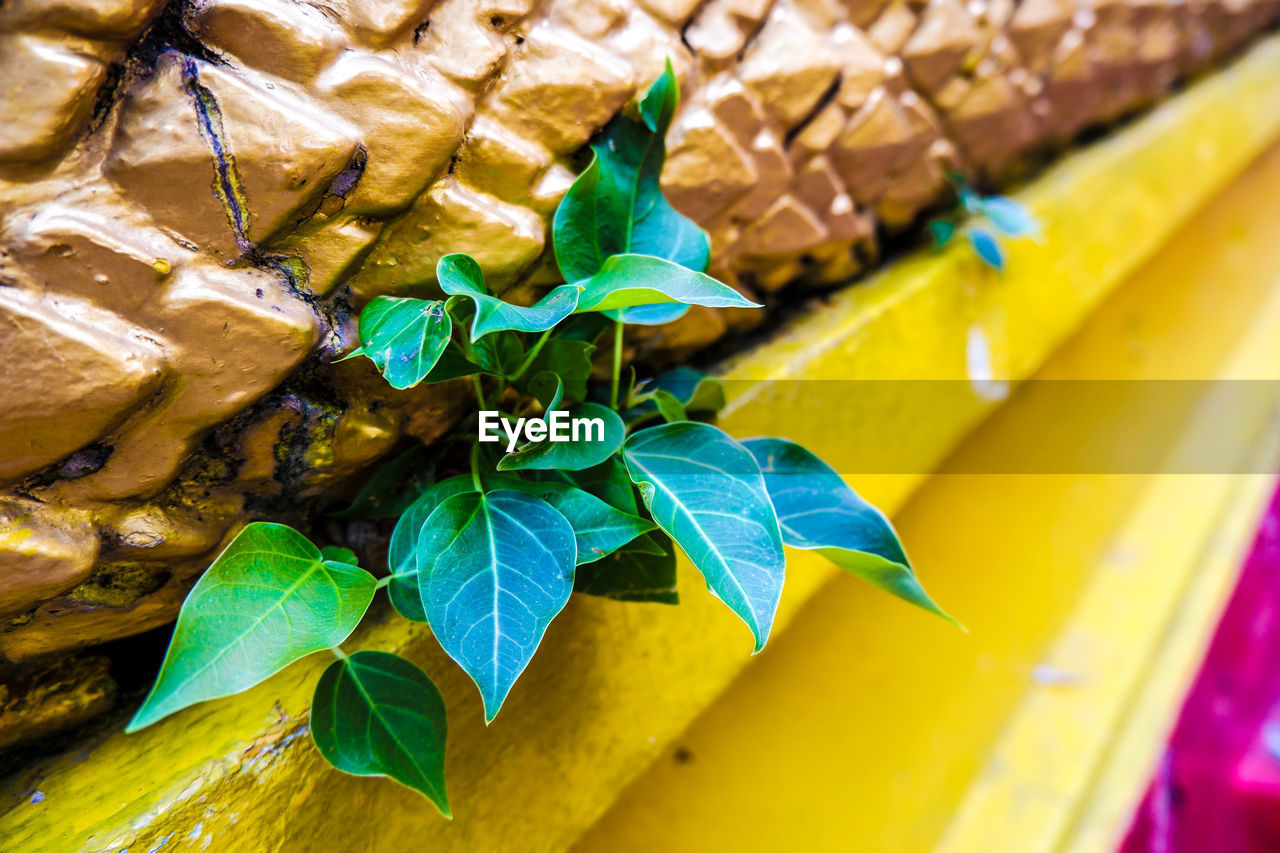 HIGH ANGLE VIEW OF GREEN LEAF