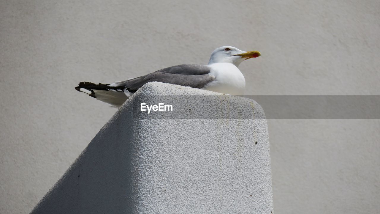Low angle view of seagull perching on retaining wall