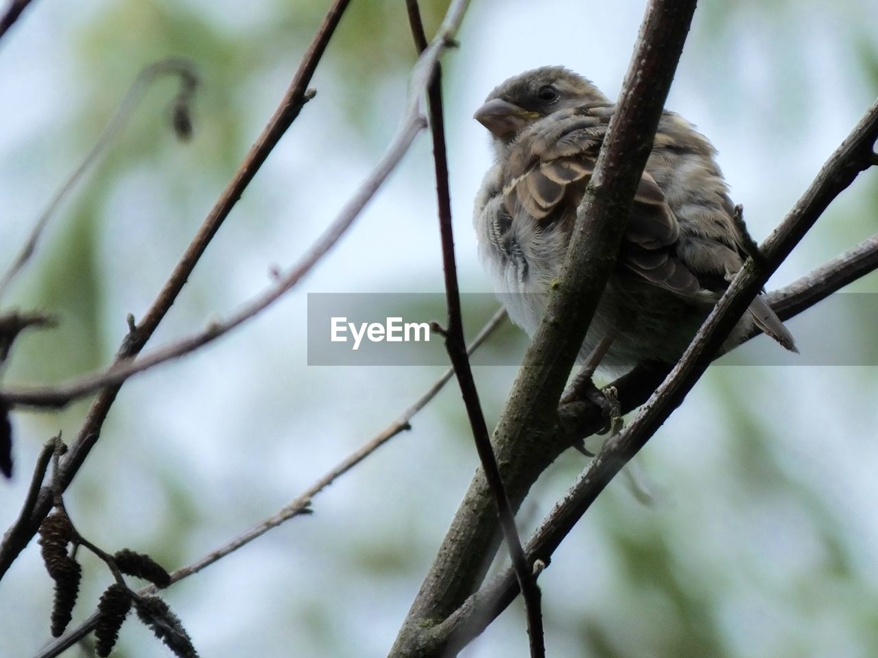 LOW ANGLE VIEW OF BIRD ON BRANCH AGAINST BLURRED PLANTS