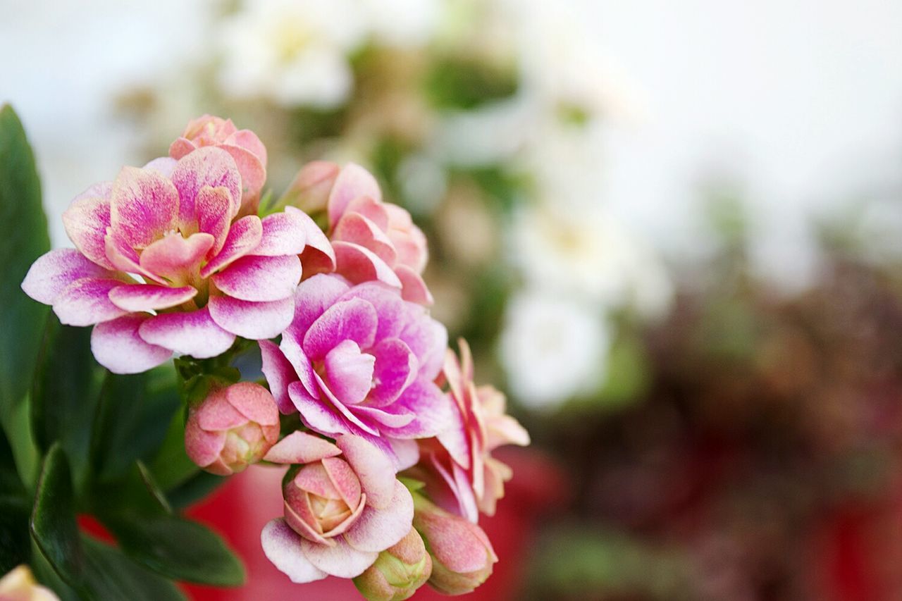 Close-up of flowers blooming in garden