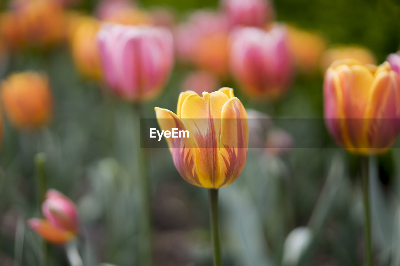 Close-up of red tulip blooming outdoors