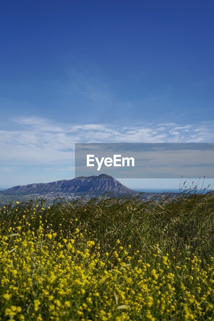 Scenic view of flowering plants on field against sky