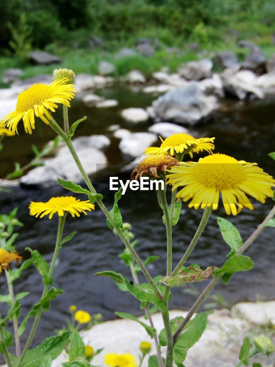 CLOSE-UP OF YELLOW FLOWERS