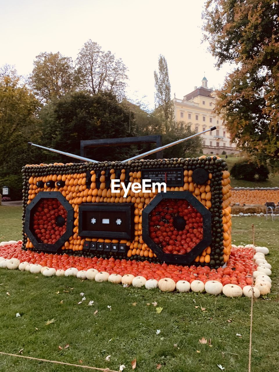 SCENIC VIEW OF FLOWERING PLANTS ON FIELD