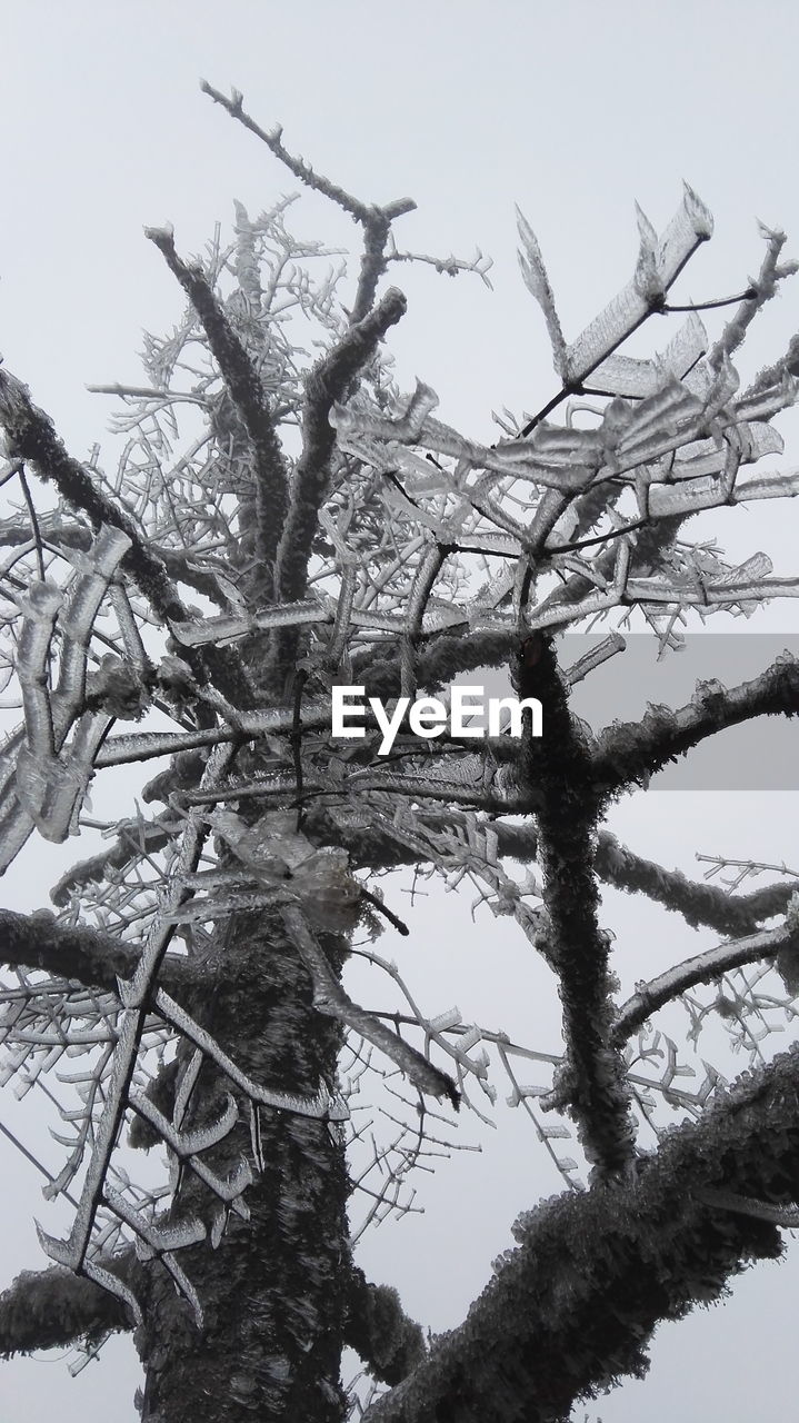 LOW ANGLE VIEW OF TREES AGAINST CLEAR SKY