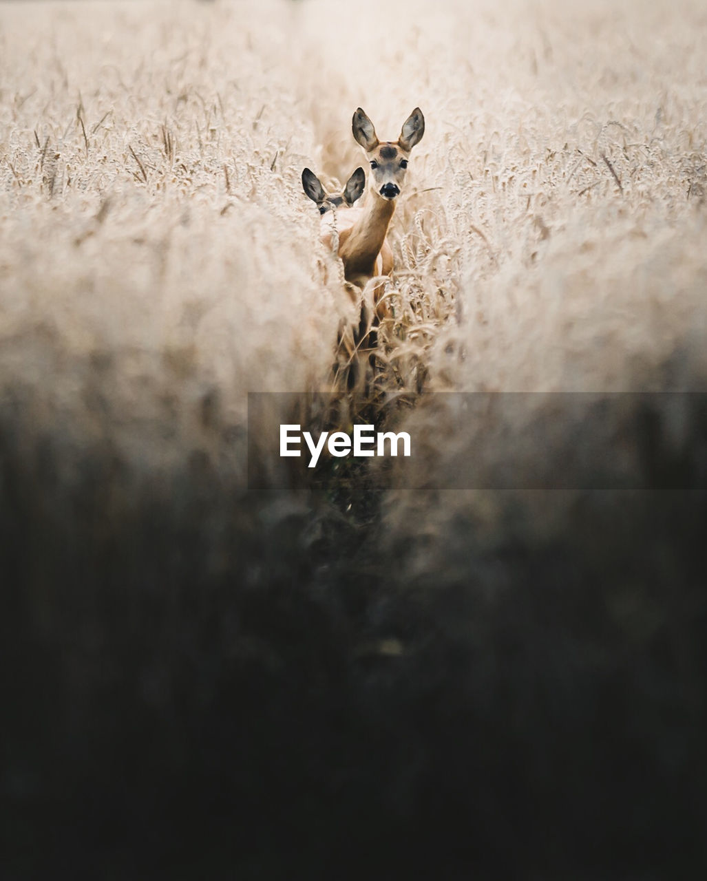 CLOSE-UP OF SHEEP IN THE FIELD