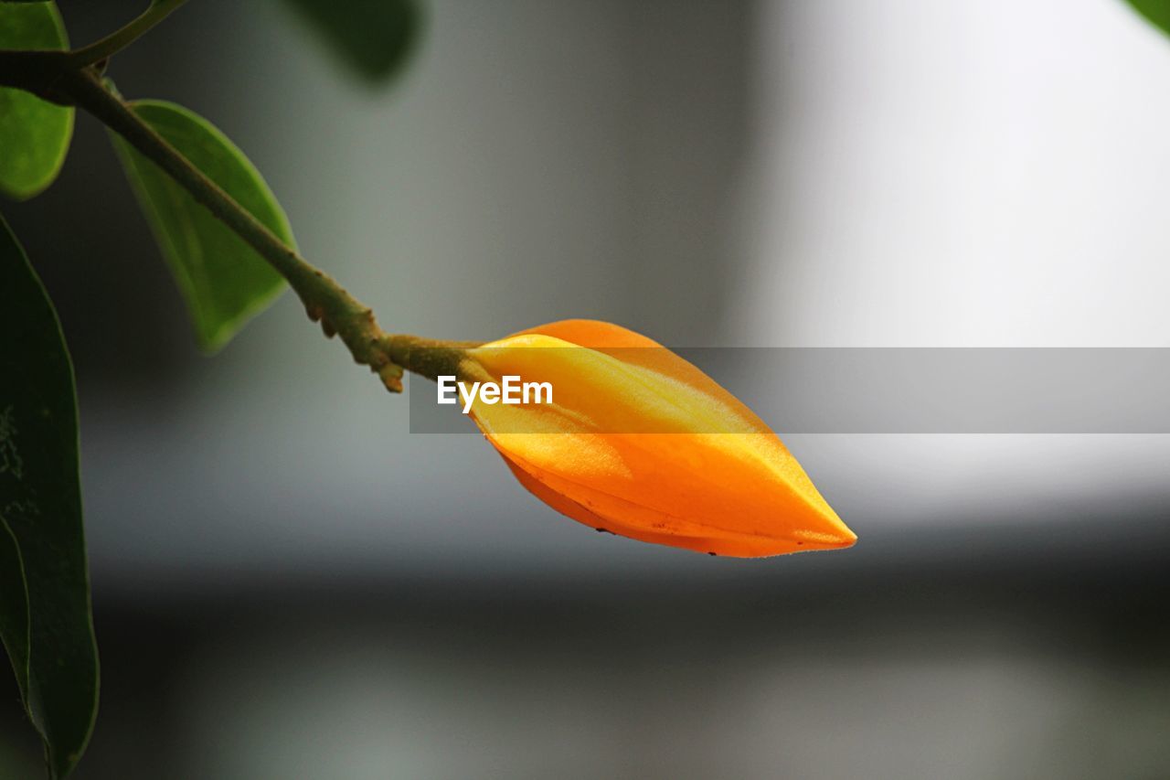 CLOSE-UP OF ORANGE LEAF ON PLANT