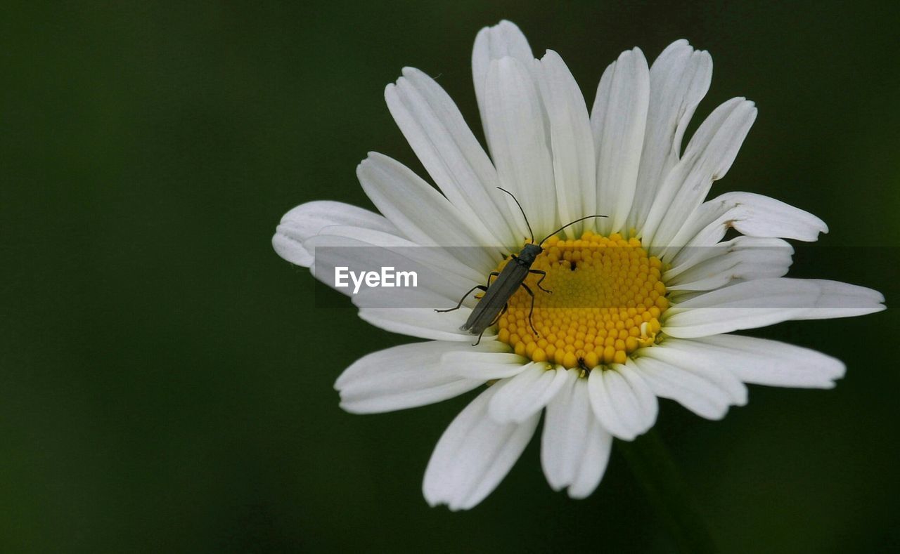 CLOSE-UP OF WHITE DAISY BLOOMING OUTDOORS