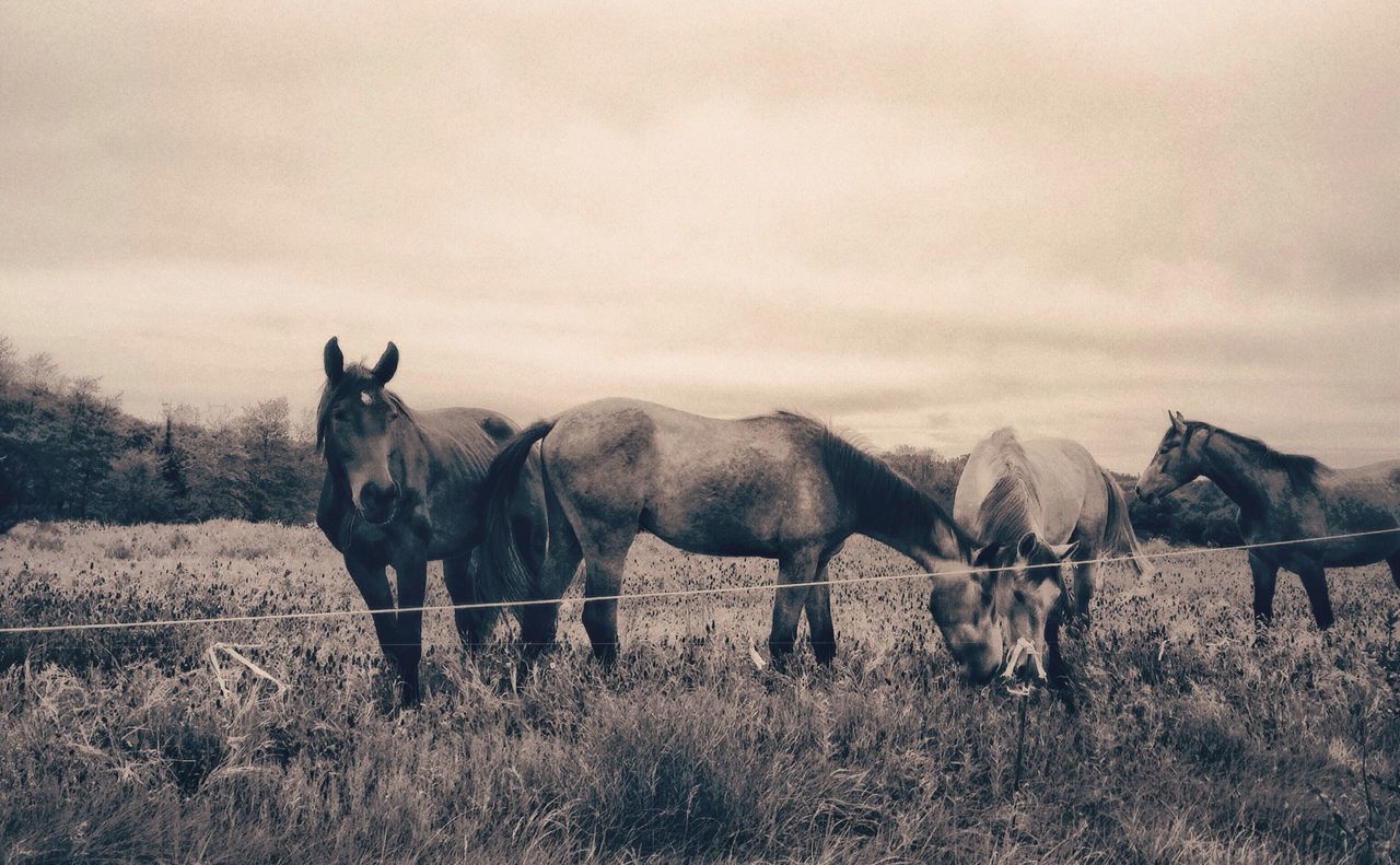 View of horses grazing on landscape