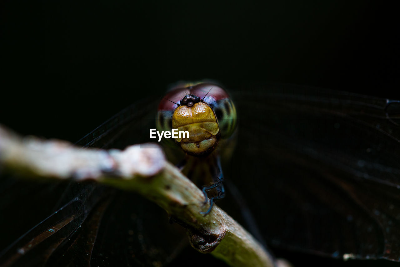 Close-up of insect on plant