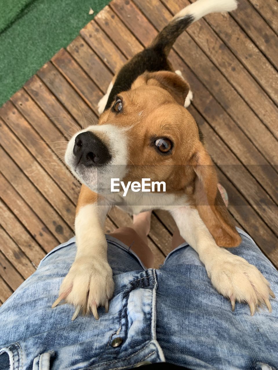 HIGH ANGLE VIEW OF DOG SITTING OUTDOORS