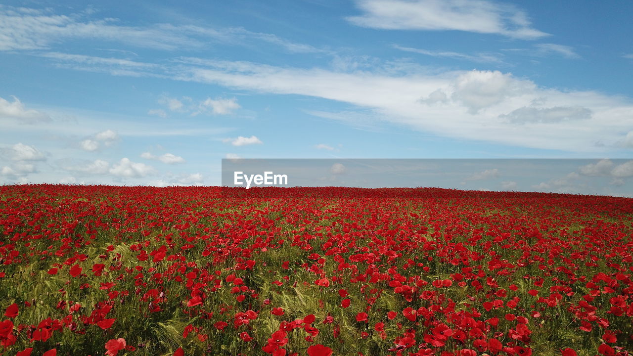RED FLOWERS ON FIELD AGAINST SKY
