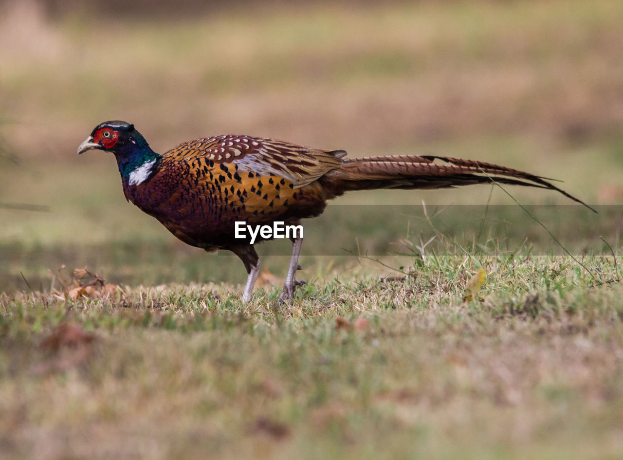 Pheasant on grassy field