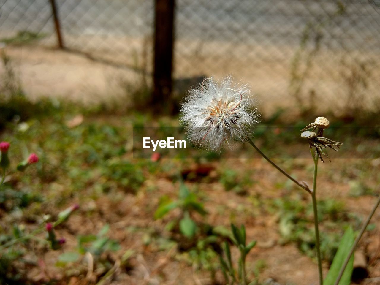 CLOSE-UP OF DANDELION OUTDOORS