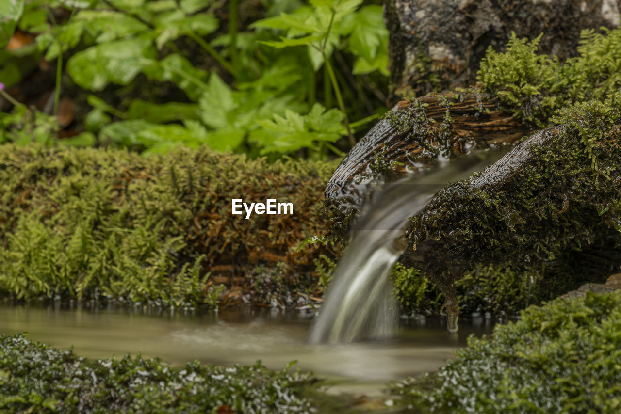 WATER FLOWING THROUGH ROCKS IN FOREST