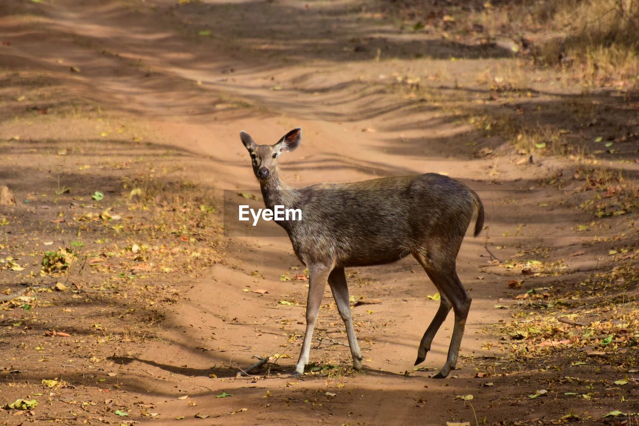 DEER STANDING ON LAND