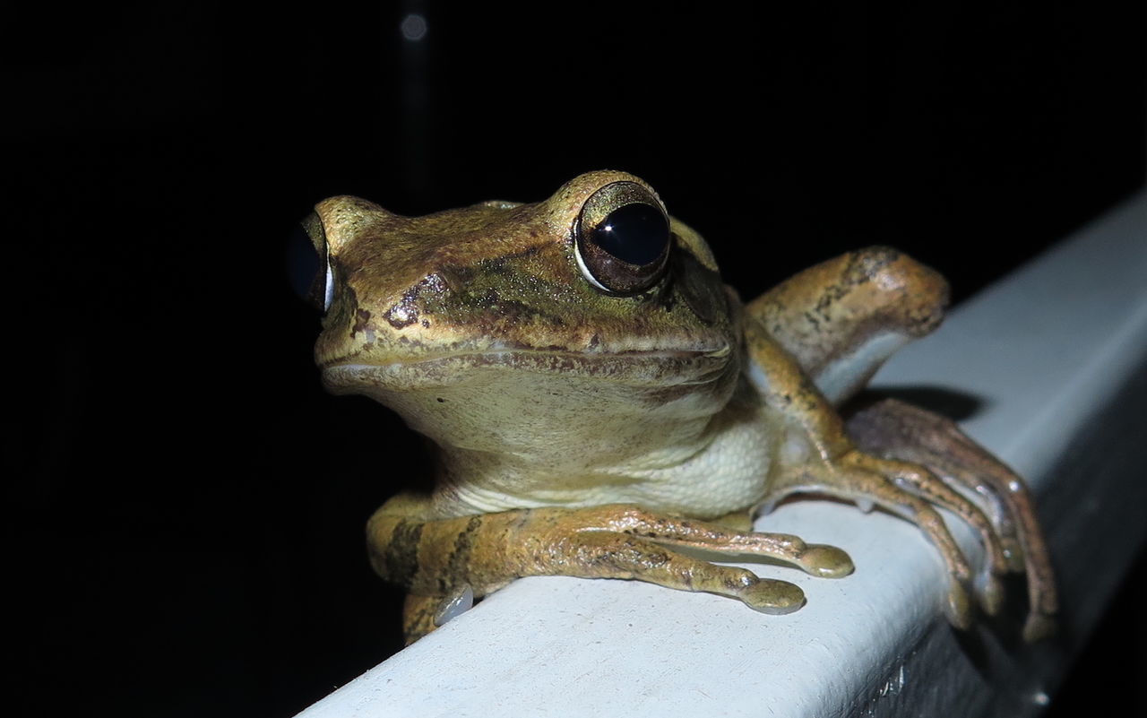 CLOSE-UP OF LIZARD