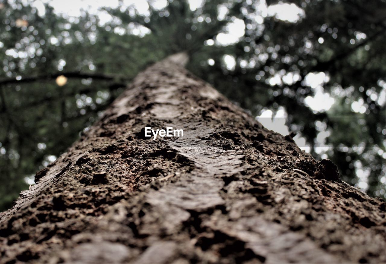 LOW ANGLE VIEW OF LICHEN ON TREE TRUNK IN FOREST