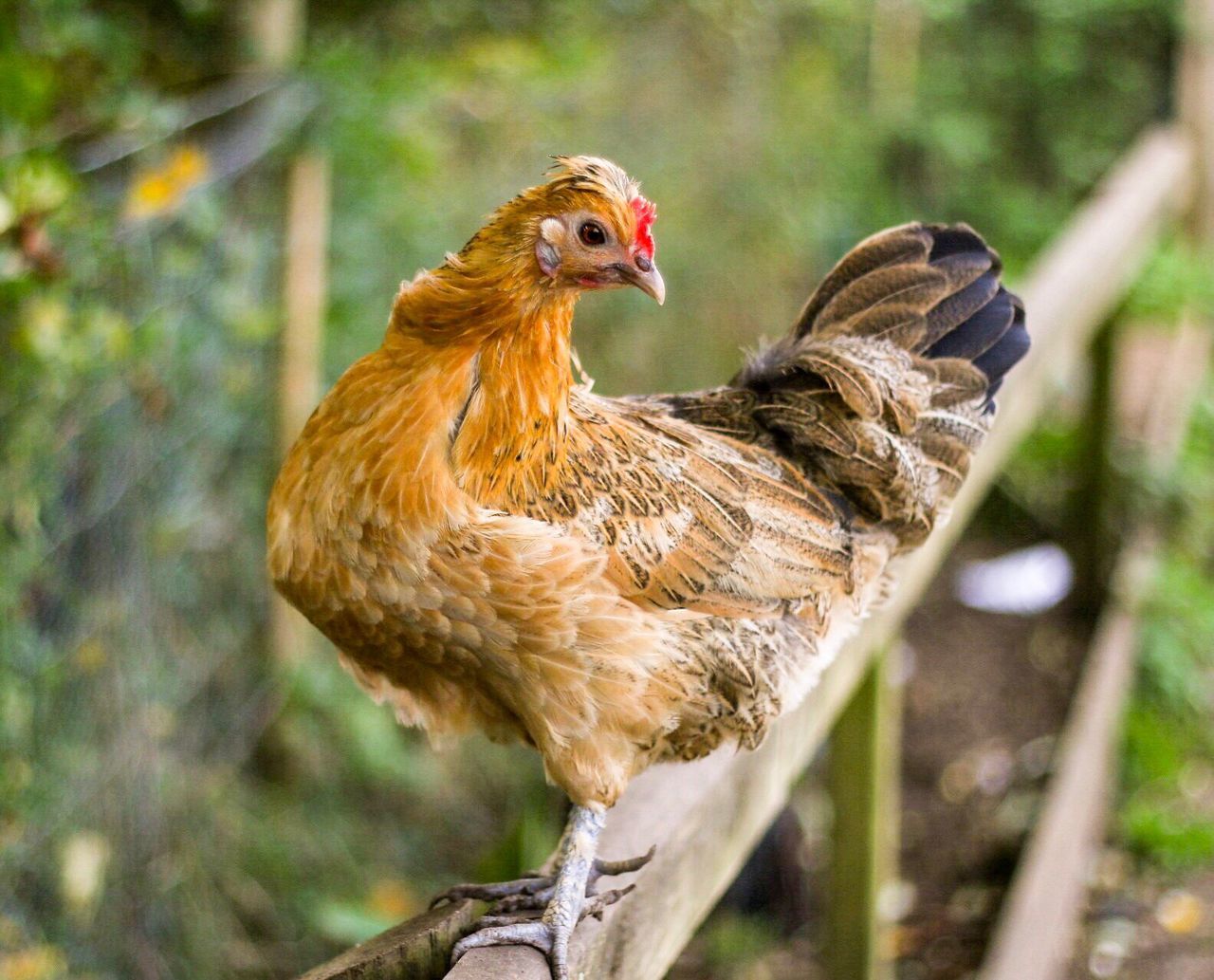 Close-up of hen on fence