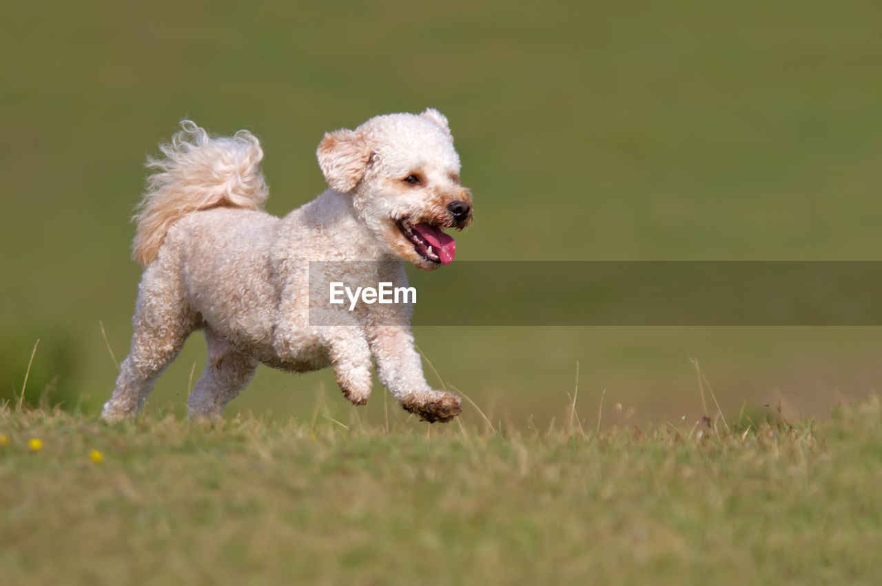 Dog running on field