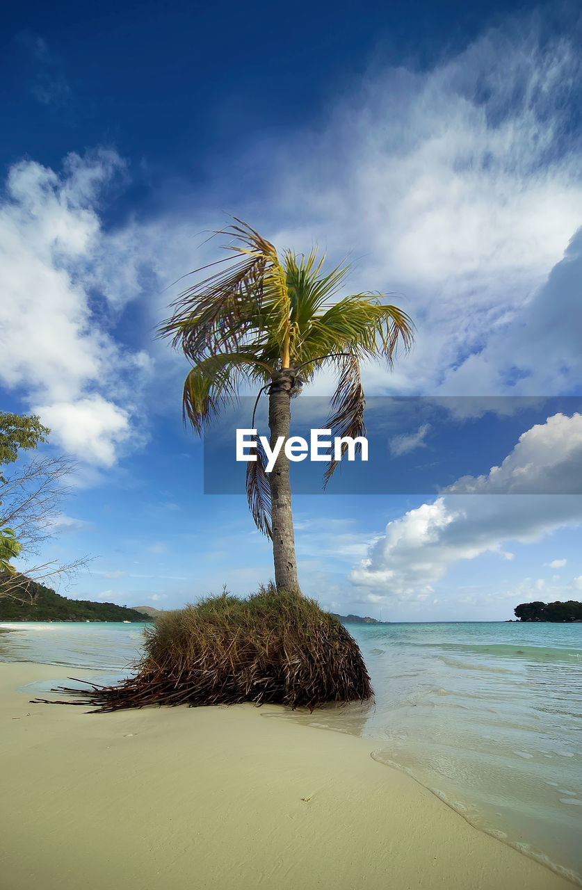 The morning after the storm, a palm tree was blown away by the surf on the beach. 