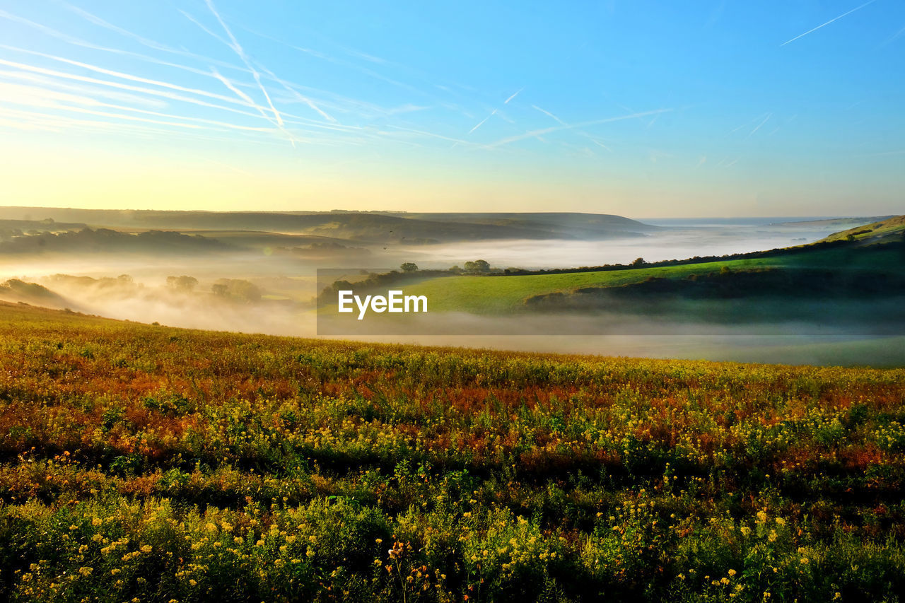 Scenic view of field against sky