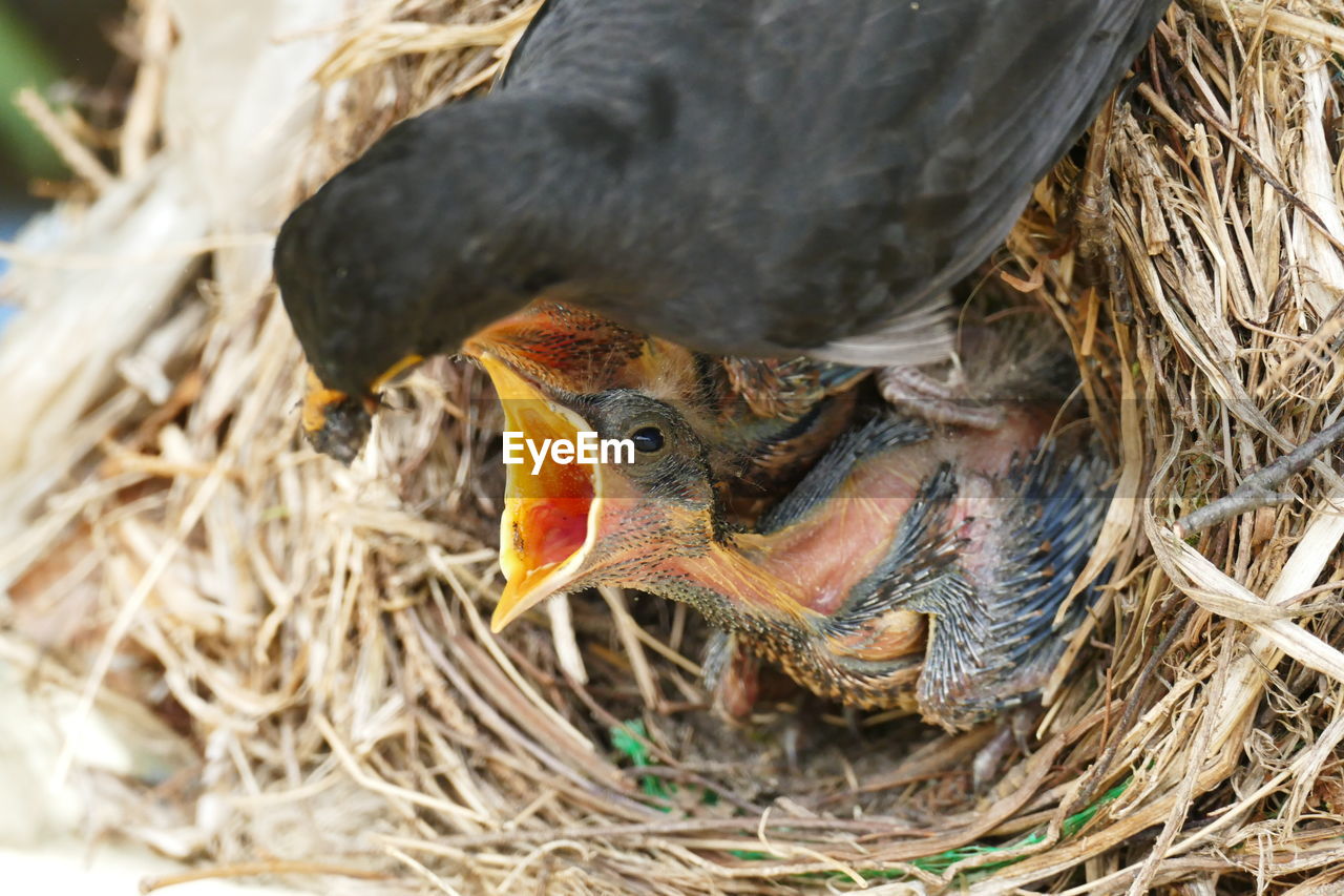 Blackbird hatchling aged 8 days raising its head for food