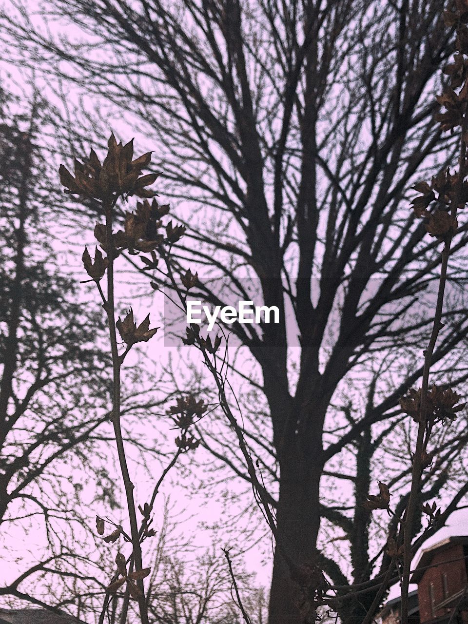 LOW ANGLE VIEW OF TREE AGAINST SKY