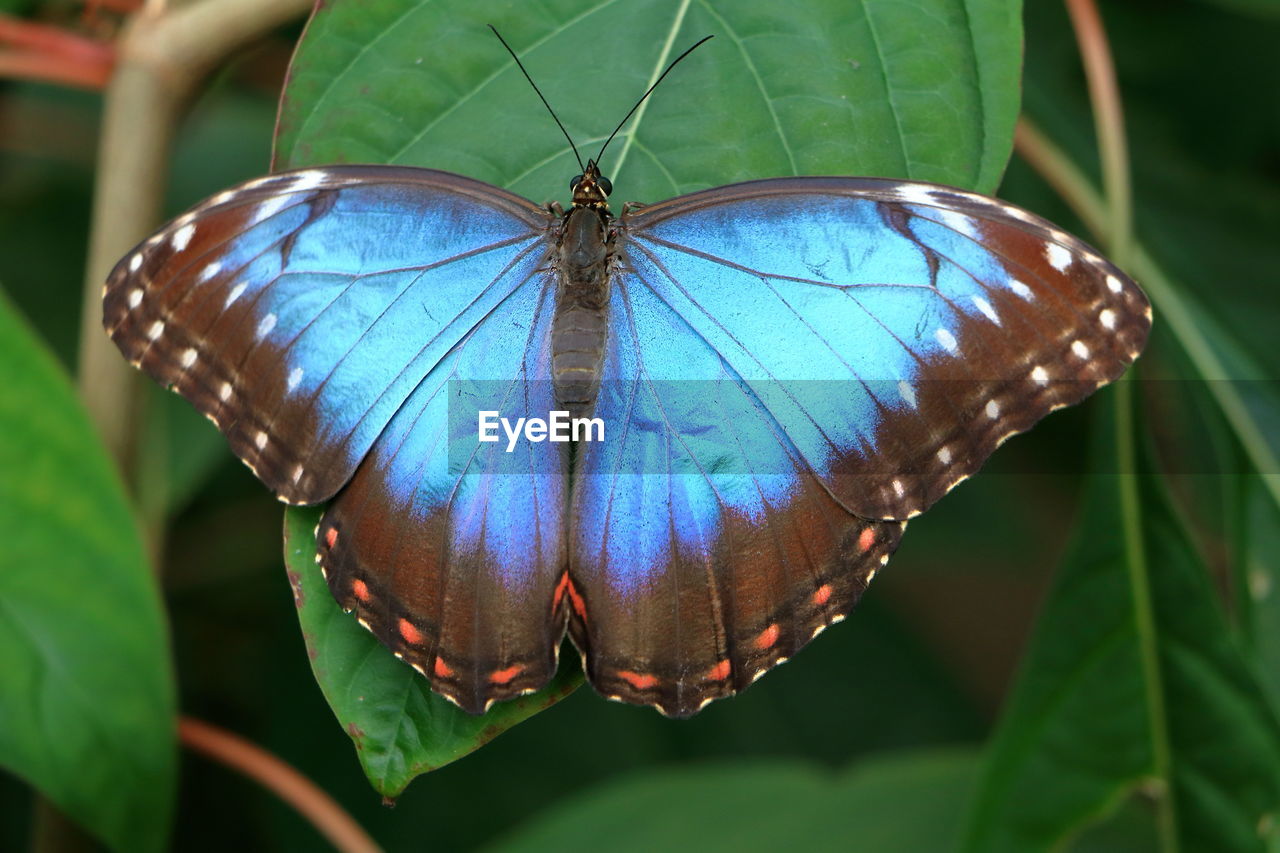 Close-up of butterfly on leaf