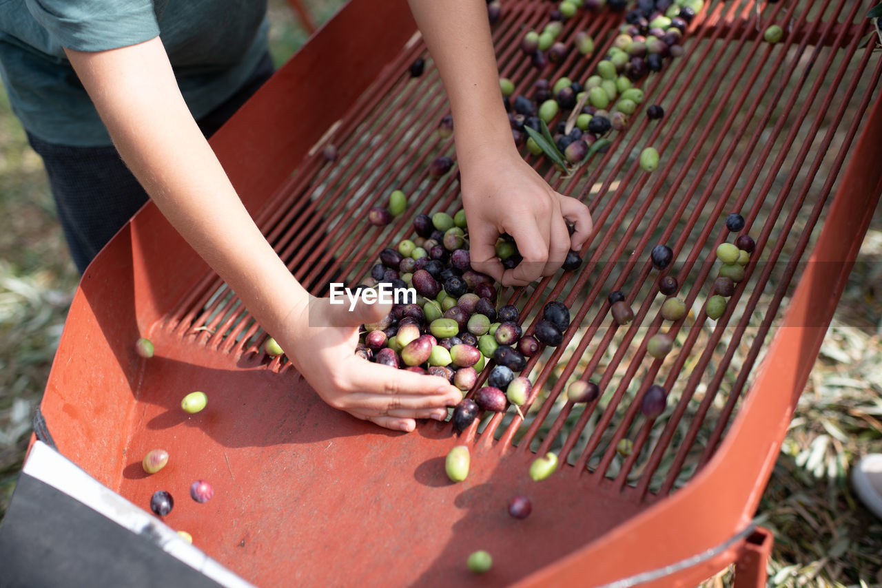 Crop unrecognizable kid separating black and green olives after harvesting in countryside