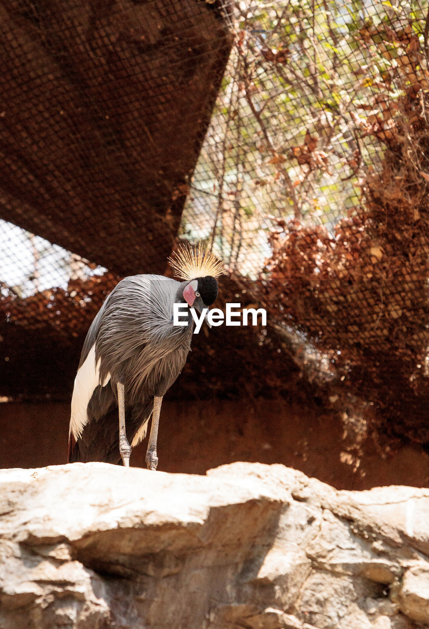 BIRD PERCHING ON ROCK