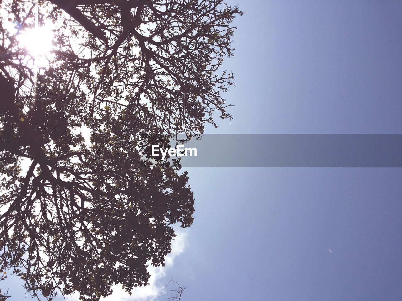 CLOSE-UP LOW ANGLE VIEW OF TREE AGAINST SKY