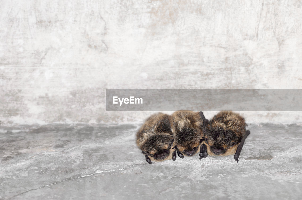 The northern bat  - eptesicus nilssonii