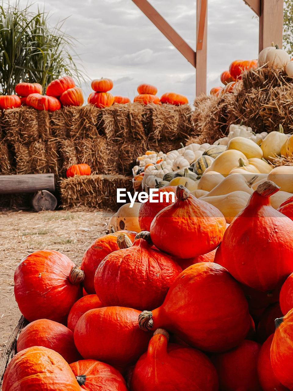 VIEW OF PUMPKINS FOR SALE AT MARKET