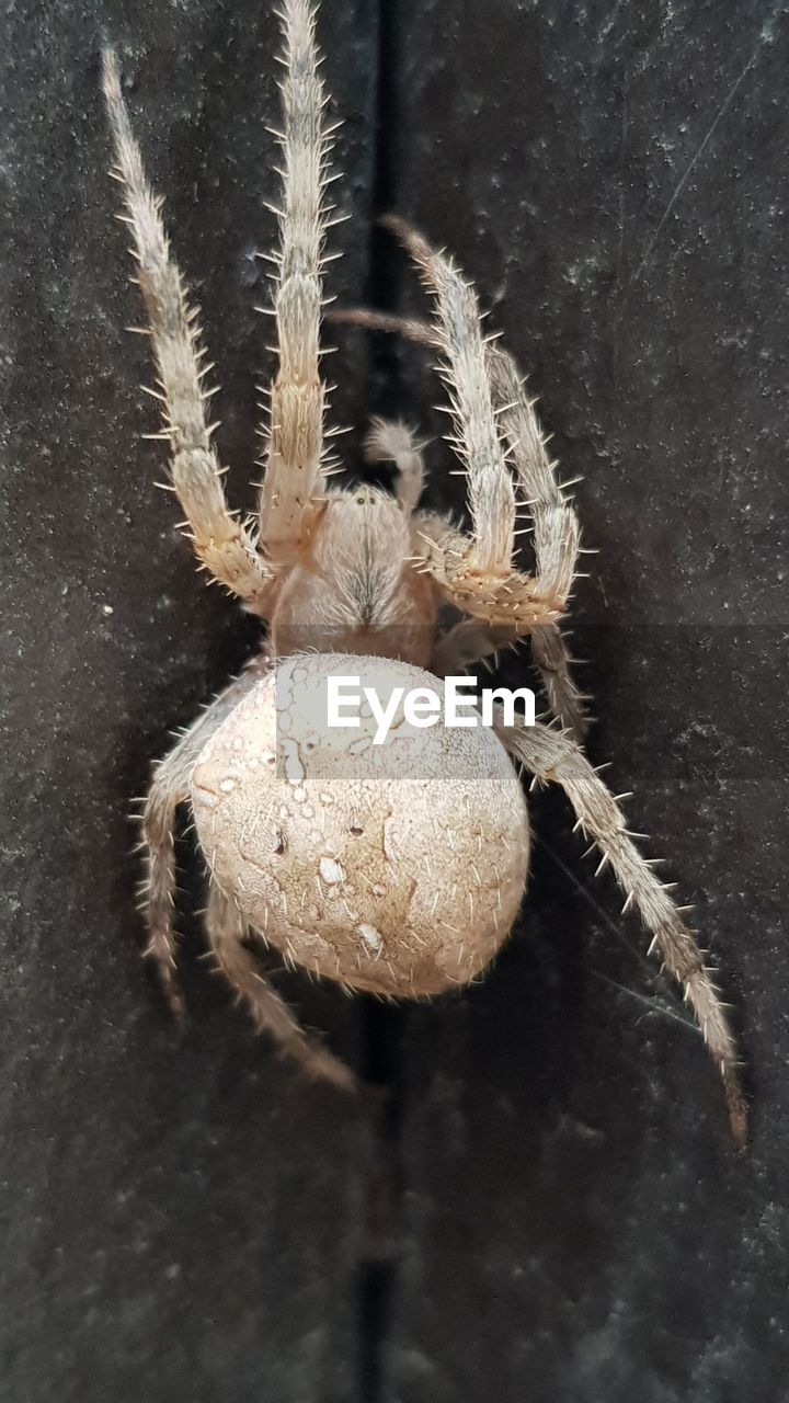 CLOSE-UP OF SPIDER ON THE PLANT