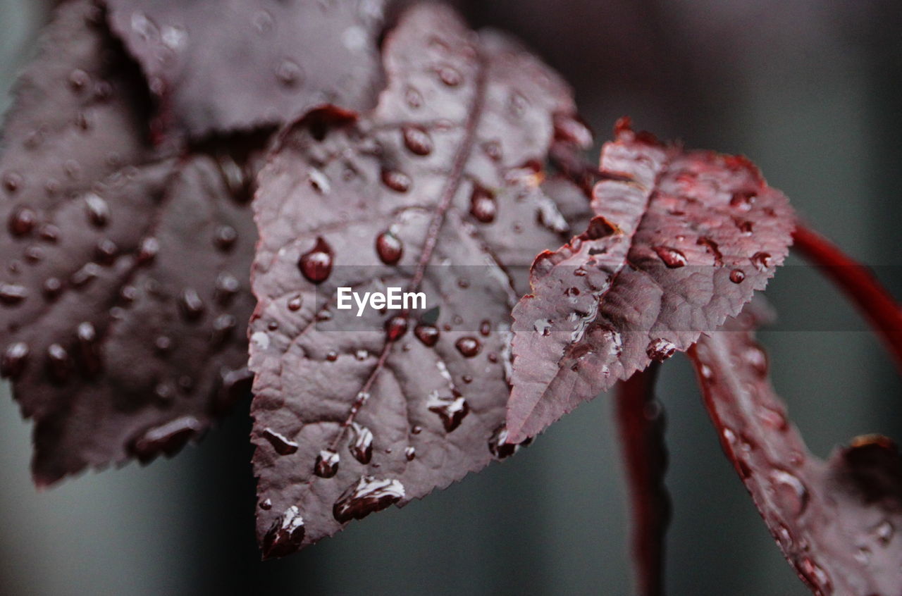 Close-up of wet flower during winter