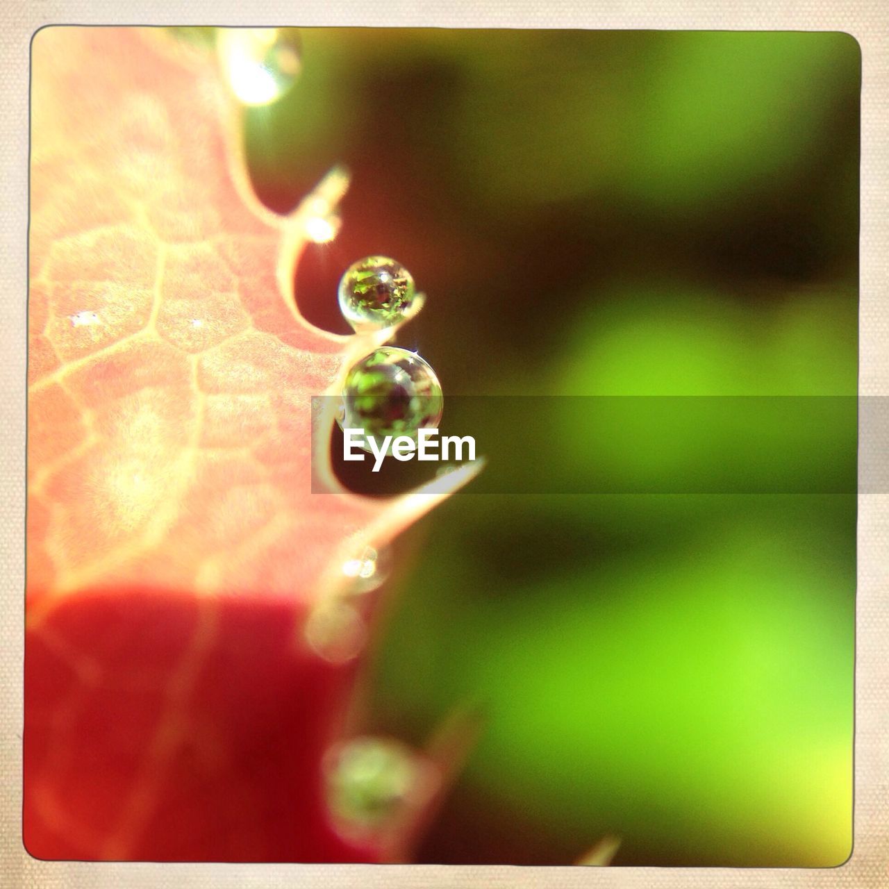 Close-up of water drop on leaf