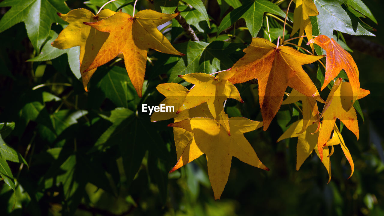 Close-up of yellow maple leaves