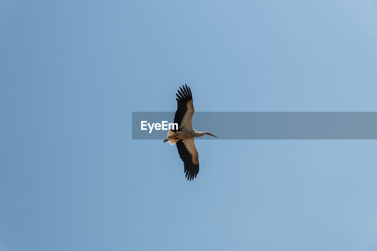 LOW ANGLE VIEW OF BIRD FLYING AGAINST CLEAR SKY