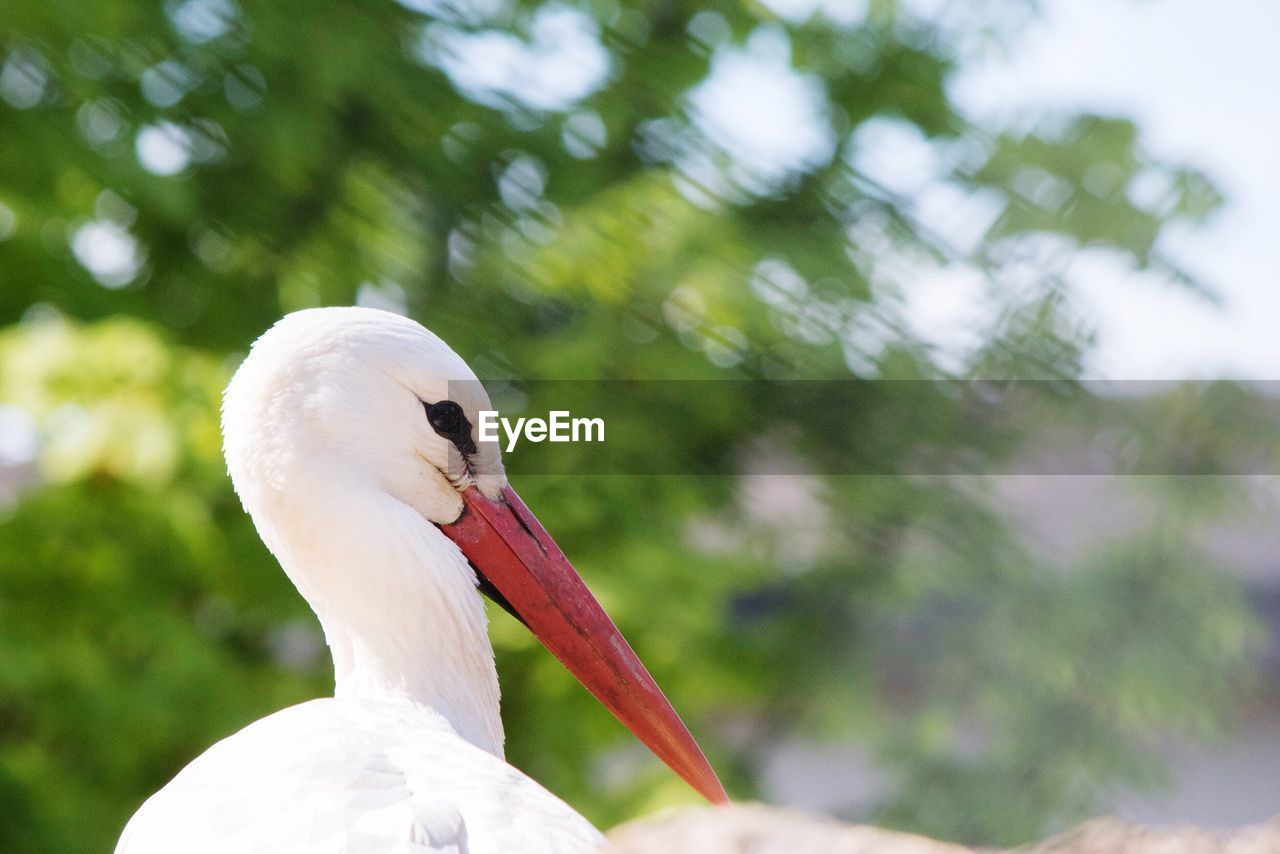 CLOSE-UP OF SWAN ON TREES