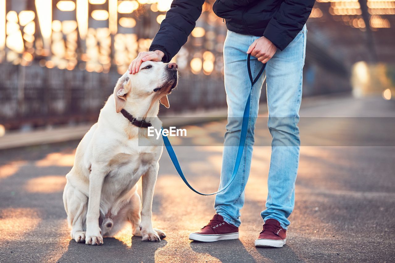 Low section of young man petting with labrador retriever on bridge