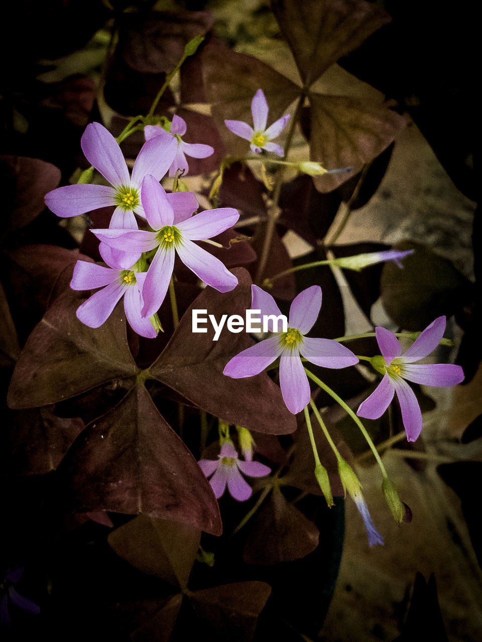 CLOSE-UP OF PURPLE FLOWERING PLANTS