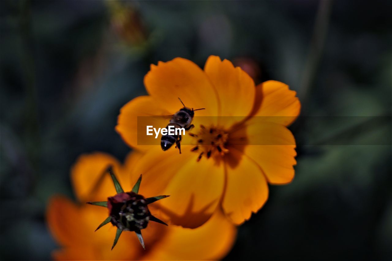 CLOSE-UP OF BEE ON YELLOW FLOWER BLOOMING OUTDOORS