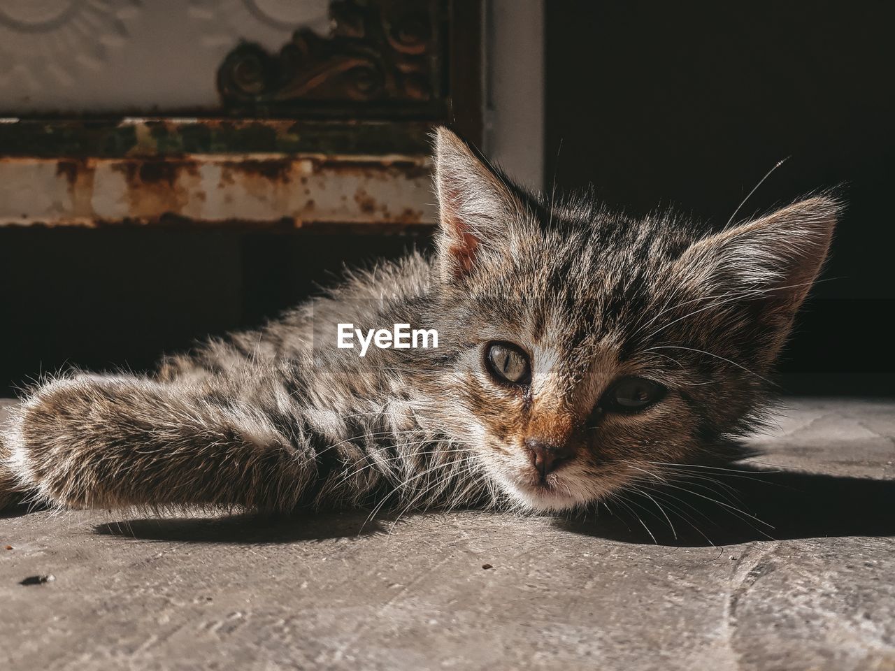 Portrait of cat relaxing outdoors