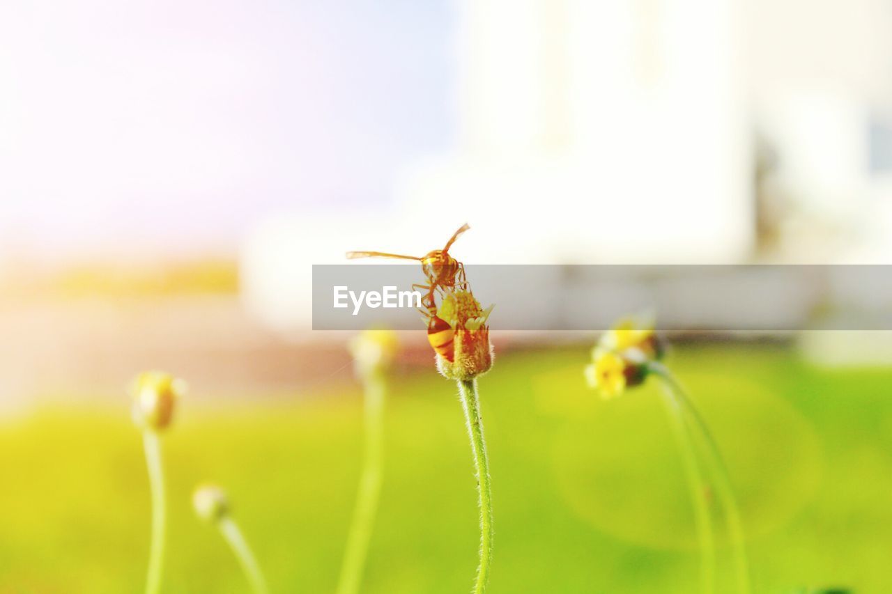 Close-up of bees on flower buds