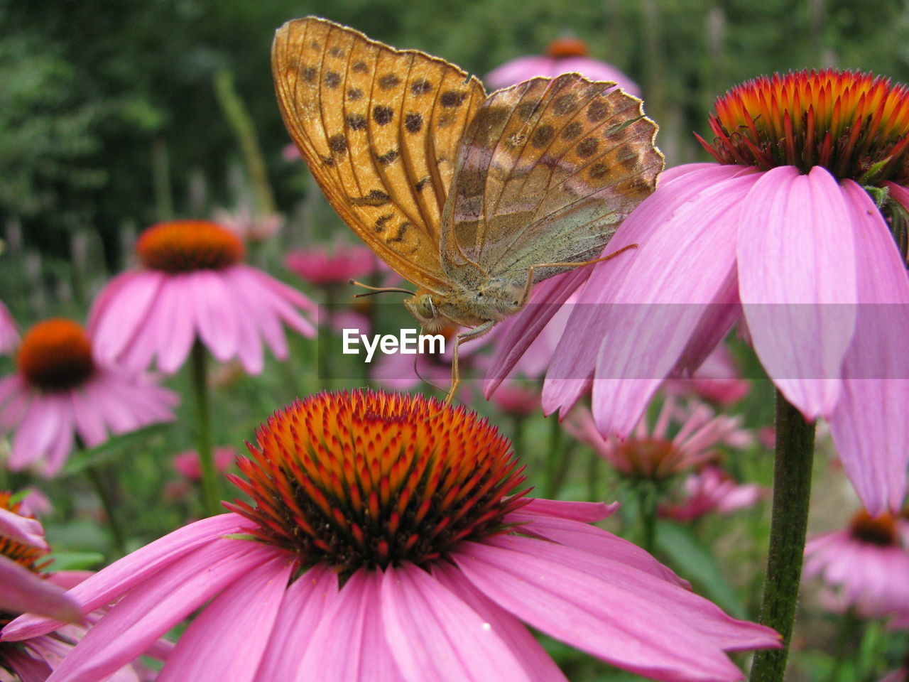 CLOSE-UP OF BUTTERFLY POLLINATING ON PINK FLOWERING PLANT